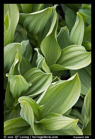 Corn lilly leaves. Yosemite National Park, California, USA.