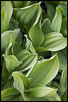 Corn lilly leaves. Yosemite National Park, California, USA.