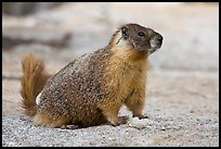 Marmot on slab. Yosemite National Park, California, USA.