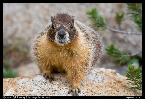 Front view of marmot. Yosemite National Park, California, USA.