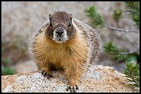 Front view of marmot. Yosemite National Park, California, USA. (color)