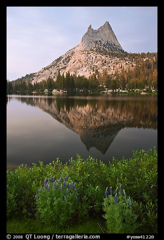 Lupine, Cathedral Peak, and reflection. Yosemite National Park (color)