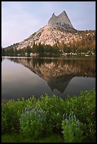 Lupine, Cathedral Peak, and reflection. Yosemite National Park, California, USA.