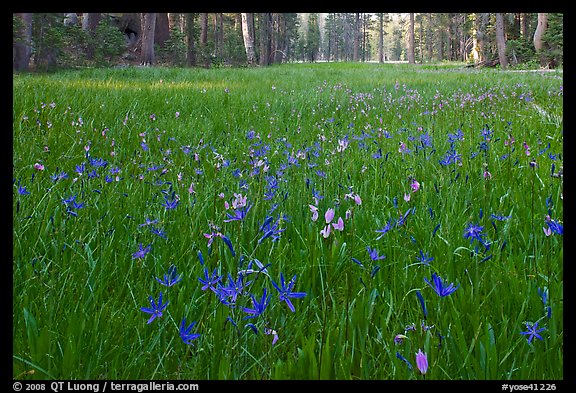 Blue wildflowers in meadow, Yosemite Creek. Yosemite National Park (color)