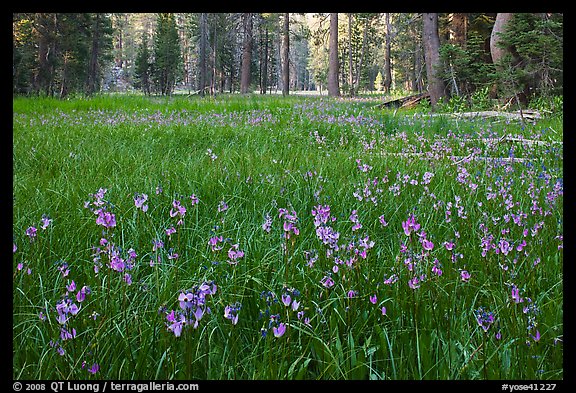 Meadow covered with purple summer flowers, Yosemite Creek. Yosemite National Park (color)
