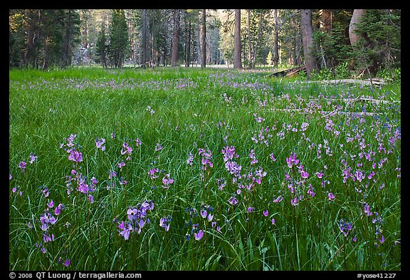 Meadow covered with purple summer flowers, Yosemite Creek. Yosemite National Park, California, USA.