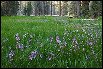 Meadow covered with purple summer flowers, Yosemite Creek. Yosemite National Park, California, USA. (color)