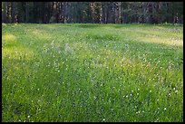 Summer wildflowers in meadow, Yosemite Creek. Yosemite National Park, California, USA.