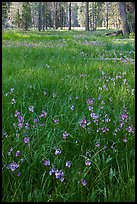 Meadow with carpet of purple summer flowers, Yosemite Creek. Yosemite National Park ( color)