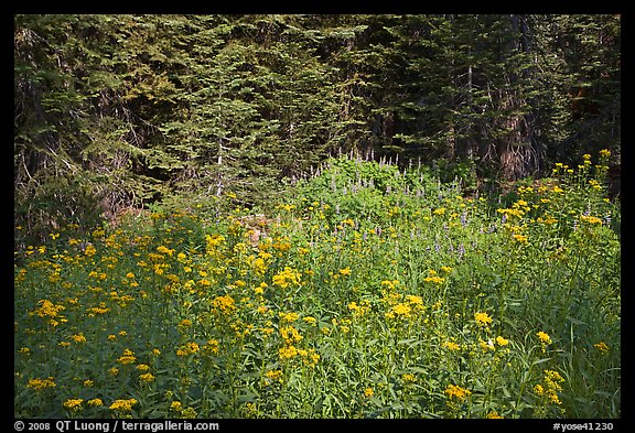 Yellow flowers and lupine at forest edge, Yosemite Creek. Yosemite National Park (color)