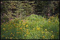 Yellow flowers and lupine at forest edge, Yosemite Creek. Yosemite National Park, California, USA. (color)