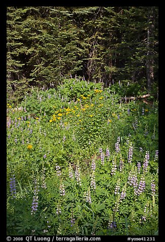 Lupine, yellow flowers, and trees, Yosemite Creek. Yosemite National Park, California, USA.