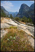 Summer wildflowers, Kolana Rock, and Hetch Hetchy reservoir. Yosemite National Park, California, USA.