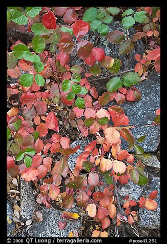 Leaves and rock, Hetch Hetchy. Yosemite National Park, California, USA.