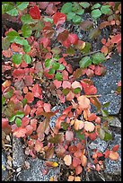 Leaves and rock, Hetch Hetchy. Yosemite National Park, California, USA.