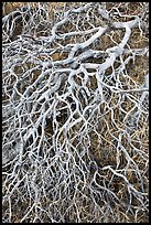 Mazanatina branches. Yosemite National Park, California, USA.