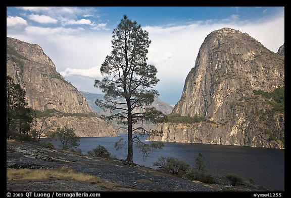 Tree, Kolana Rock and Hetch Hetchy reservoir. Yosemite National Park, California, USA.