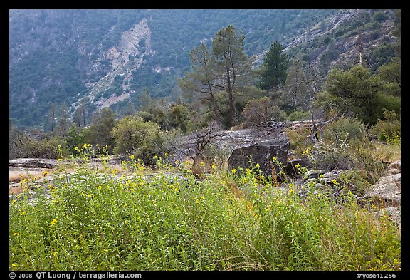 Flowers and trees, Hetch Hetchy. Yosemite National Park, California, USA.