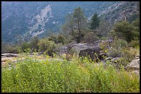 Flowers and trees, Hetch Hetchy. Yosemite National Park, California, USA. (color)