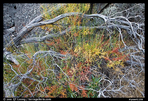 Dead branches, shrubs, and rocks, Hetch Hetchy. Yosemite National Park (color)