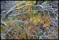 Dead branches, shrubs, and rocks, Hetch Hetchy. Yosemite National Park, California, USA. (color)