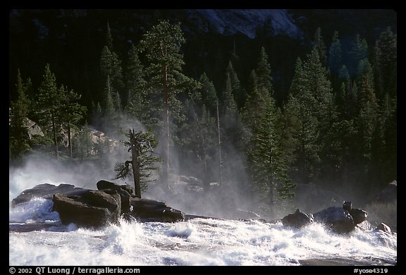 Tree in swirling waters, Waterwheel Falls, late afternoon. Yosemite National Park (color)