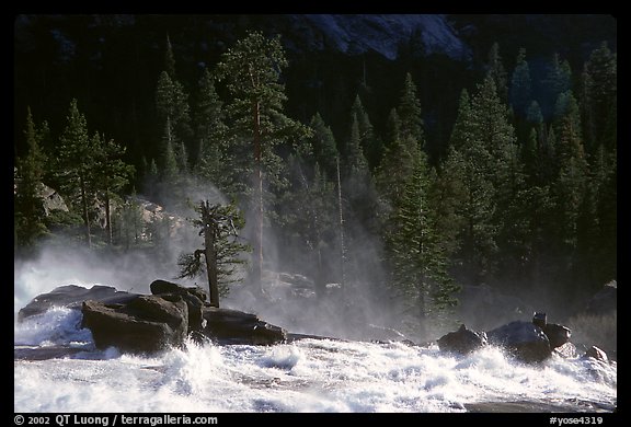 Tree in swirling waters, Waterwheel Falls, late afternoon. Yosemite National Park, California, USA.