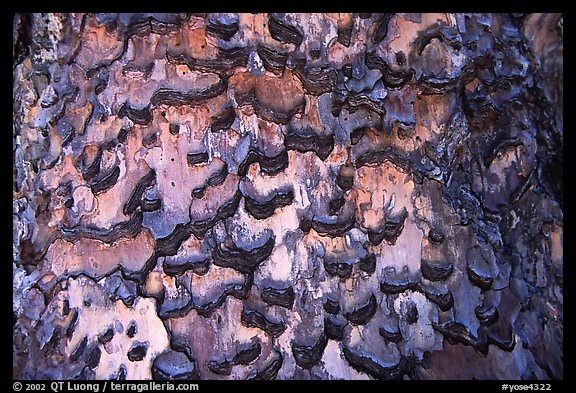 Detail of bark of pine. Yosemite National Park, California, USA.