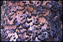 Detail of bark of pine. Yosemite National Park, California, USA. (color)