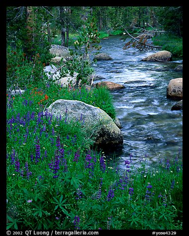 Lupine and stream, Tuolumne meadows. Yosemite National Park (color)