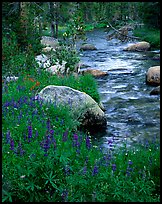 Lupine and stream, Tuolumne meadows. Yosemite National Park ( color)