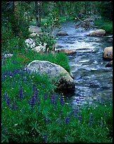 Lupine and stream, Tuolumne meadows. Yosemite National Park, California, USA. (color)