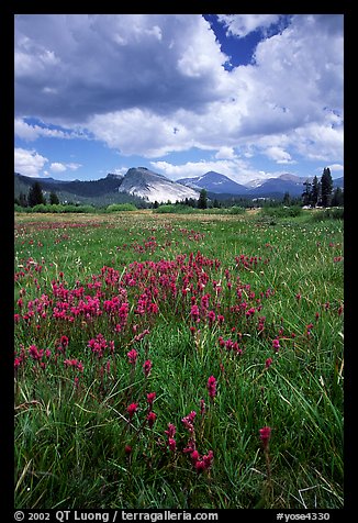 Storm light, Tuolumne meadows. Yosemite National Park, California, USA.