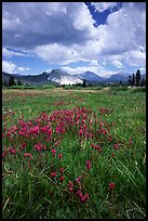 Storm light, Tuolumne meadows. Yosemite National Park ( color)