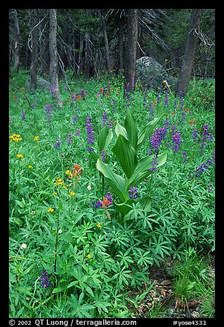 Wildflowers, Tuolumne meadows. Yosemite National Park, California, USA.