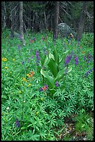 Wildflowers, Tuolumne meadows. Yosemite National Park, California, USA. (color)