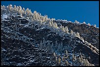 Frosted trees on valley rim. Yosemite National Park, California, USA.