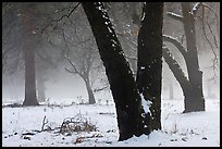 Black oaks, snow, and fog, El Capitan Meadow. Yosemite National Park, California, USA.