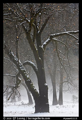 Black oaks in winter fog, El Capitan Meadow. Yosemite National Park (color)