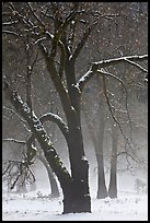 Black oaks in winter fog, El Capitan Meadow. Yosemite National Park, California, USA. (color)