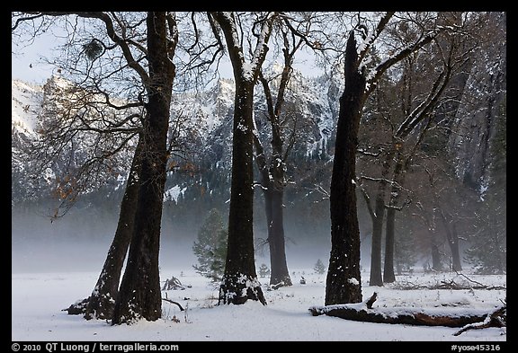 Group of oaks in El Capitan Meadow with winter fog. Yosemite National Park (color)