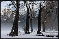 Group of oaks in El Capitan Meadow with winter fog. Yosemite National Park, California, USA. (color)