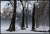 Group of oaks in El Capitan Meadow with winter fog. Yosemite National Park, California, USA.