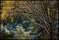 Branches with new leaves and snow. Yosemite National Park, California, USA.