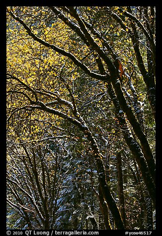 Green leaves and fresh snow. Yosemite National Park, California, USA.