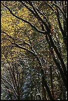 Green leaves and fresh snow. Yosemite National Park, California, USA. (color)