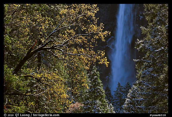 Bridalveil Fall framed by snowy trees with new leaves. Yosemite National Park, California, USA.