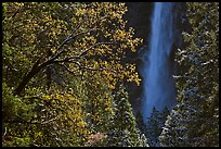 Bridalveil Fall framed by snowy trees with new leaves. Yosemite National Park ( color)