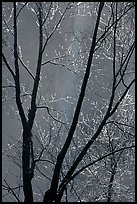 Bare branches and Bridalveil Fall. Yosemite National Park, California, USA.