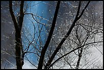 Water drops, branches, mist, and Bridalveil Fall. Yosemite National Park, California, USA. (color)